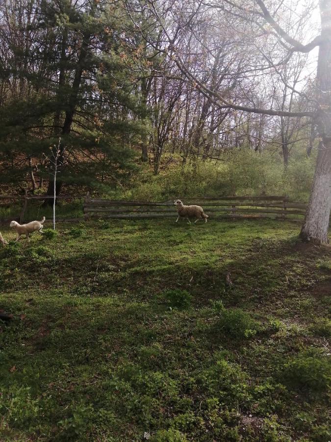 Domacinstvo Trifunovic Lägenhet Pretresnja Exteriör bild